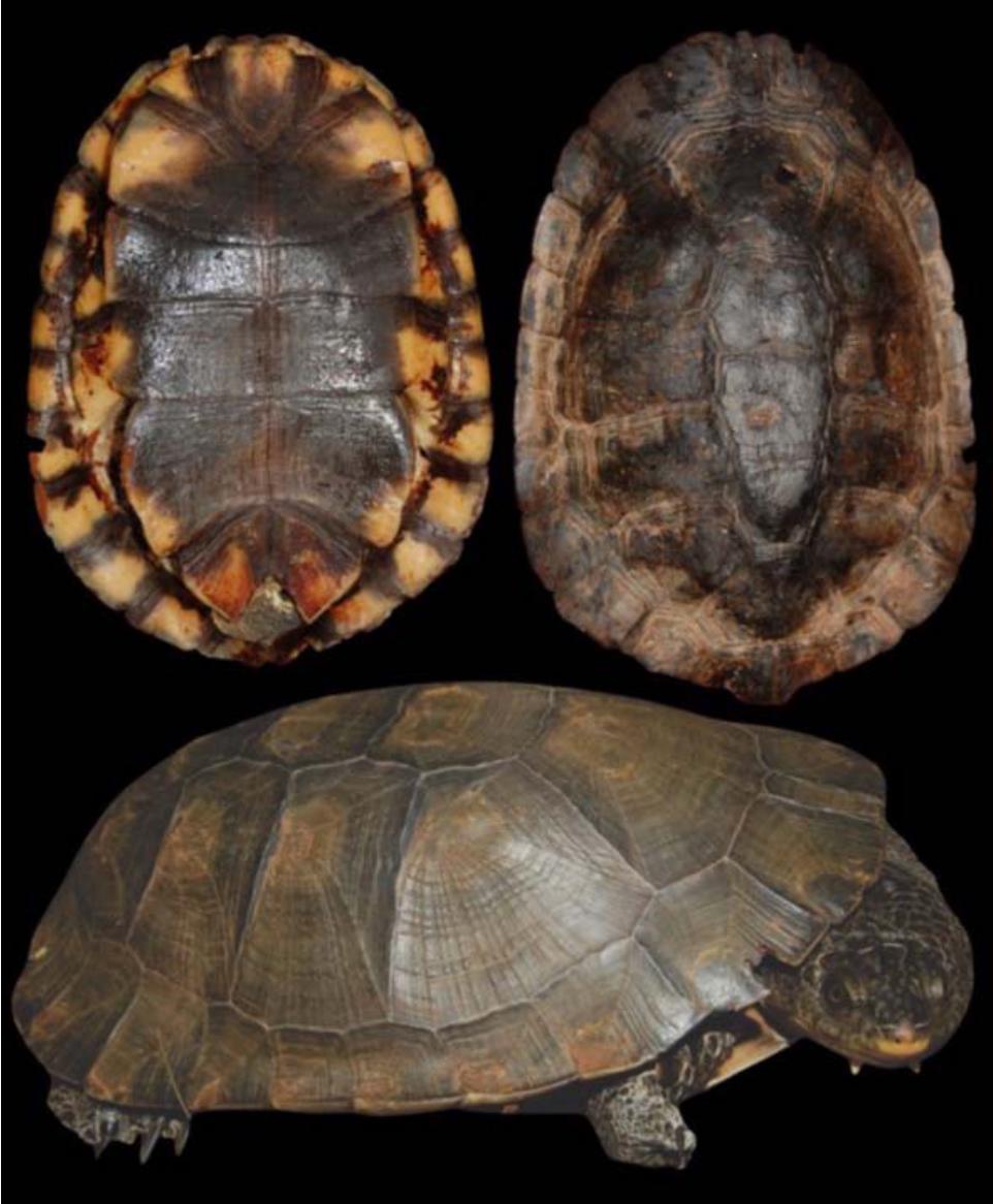 A New South American Freshwater Turtle of the Genus Mesoclemmys from ...