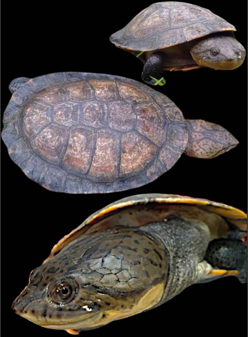 A New South American Freshwater Turtle of the Genus Mesoclemmys from ...