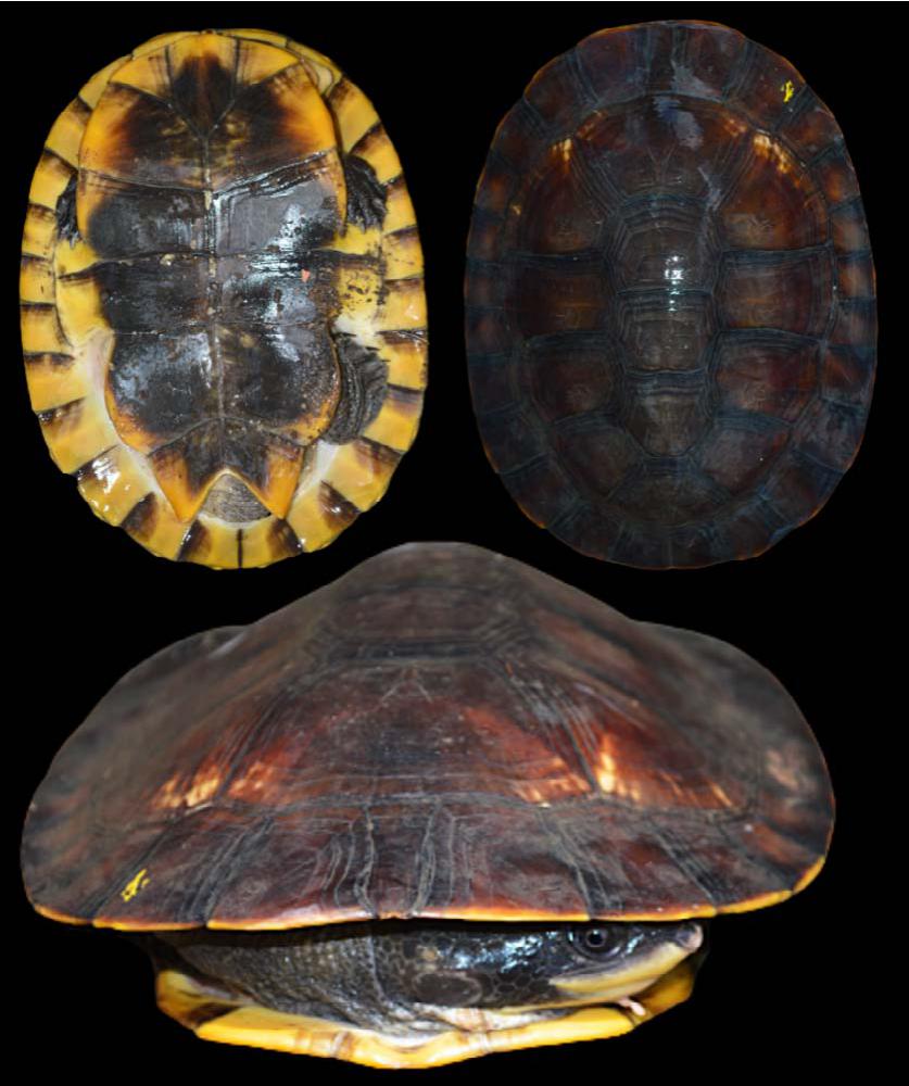 A New South American Freshwater Turtle of the Genus Mesoclemmys from ...