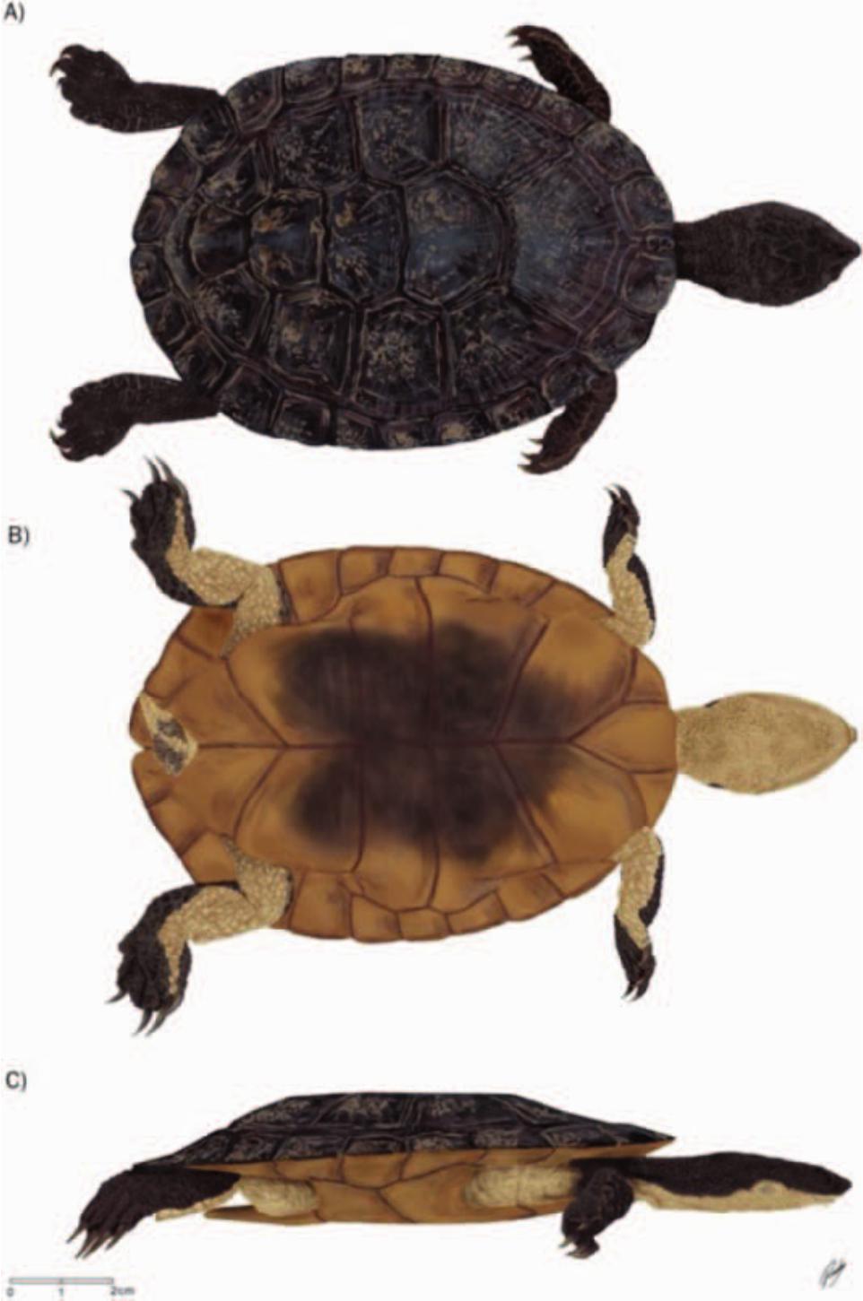 A New South American Freshwater Turtle of the Genus Mesoclemmys from ...