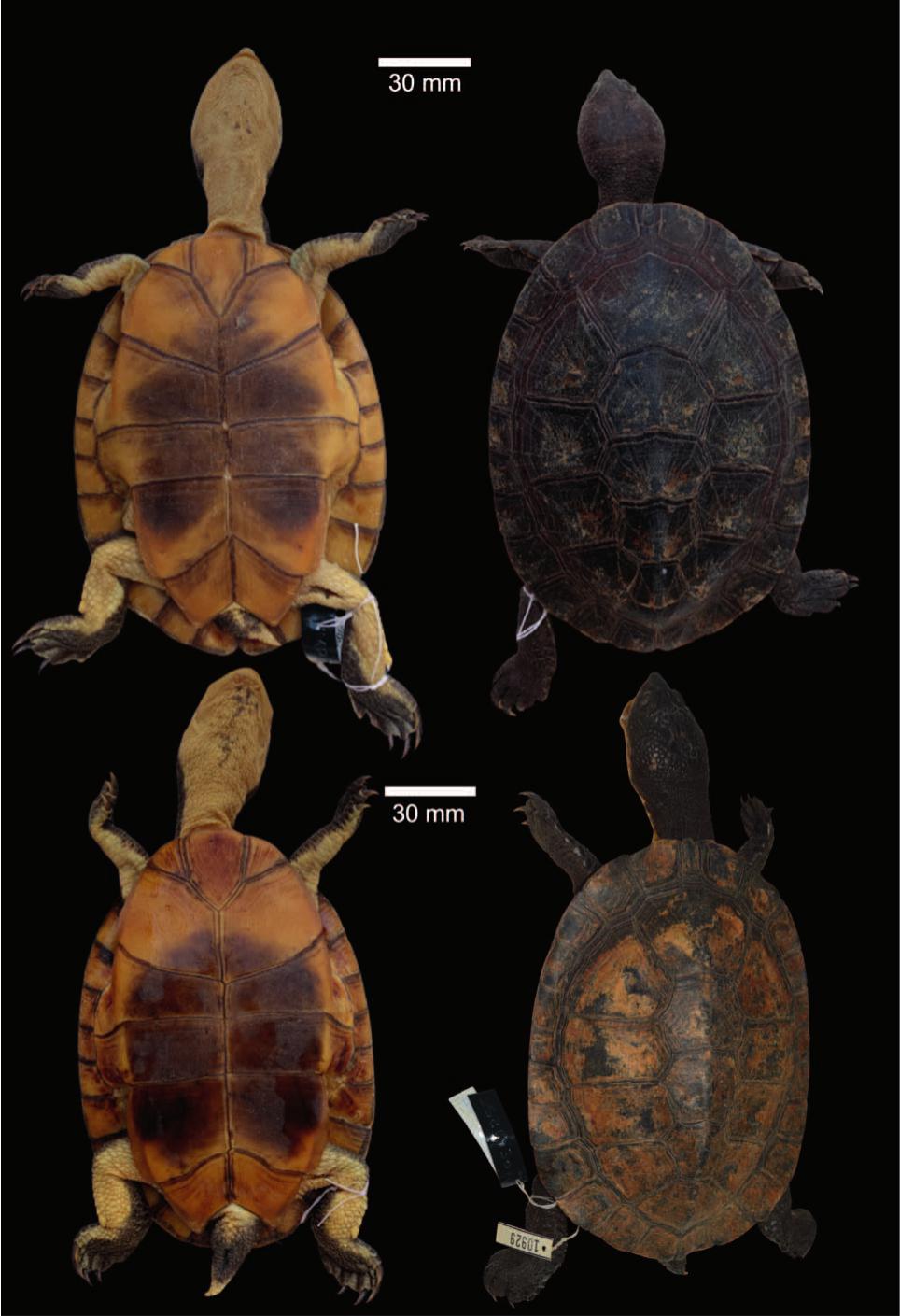 A New South American Freshwater Turtle of the Genus Mesoclemmys from ...