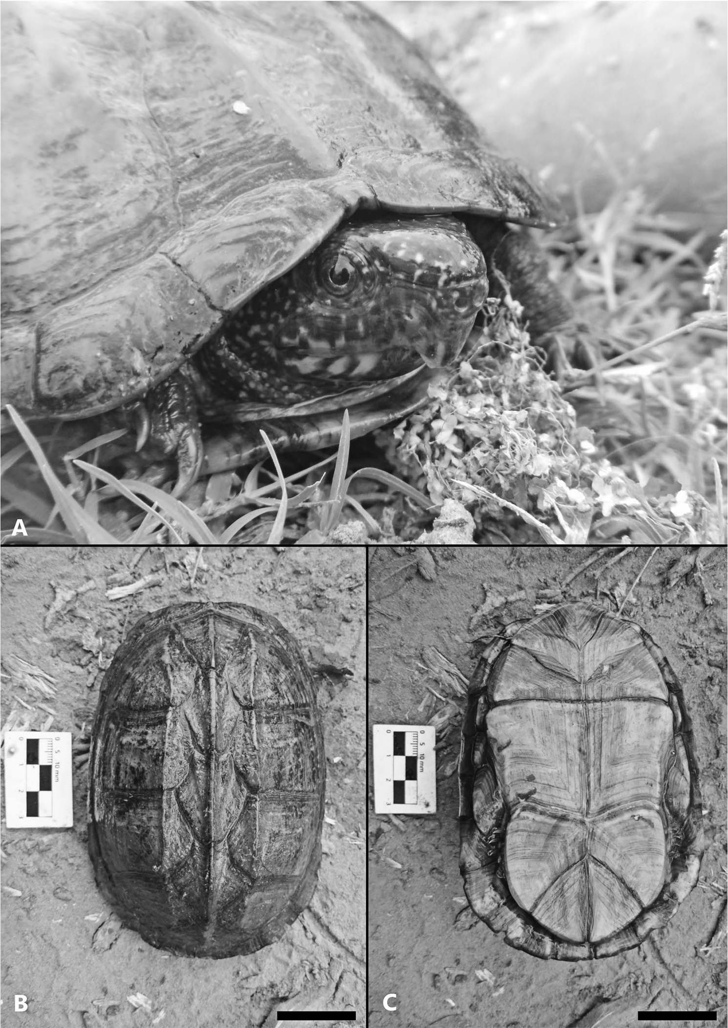 Diet and Habitat of the Scorpion Mud Turtle Kinosternon