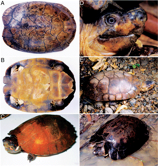 Status and Distribution of Nonmarine Turtles of the Philippines