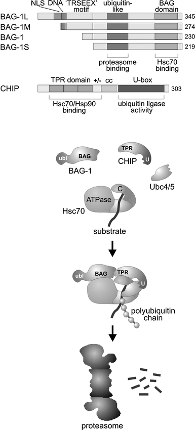 BAG-1—a nucleotide exchange factor of Hsc70 with multiple cellular functions