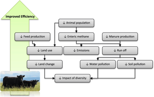 strategies-to-improve-the-efficiency-of-beef-cattle-production