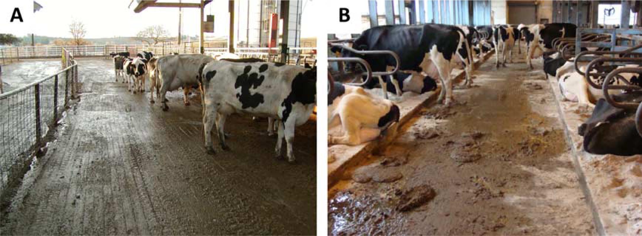 Review Ammonia Emissions From Dairy Farms And Beef Feedlots1