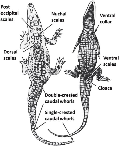 Scalation of the American Crocodile, Crocodylus acutus (Crocodylidae ...