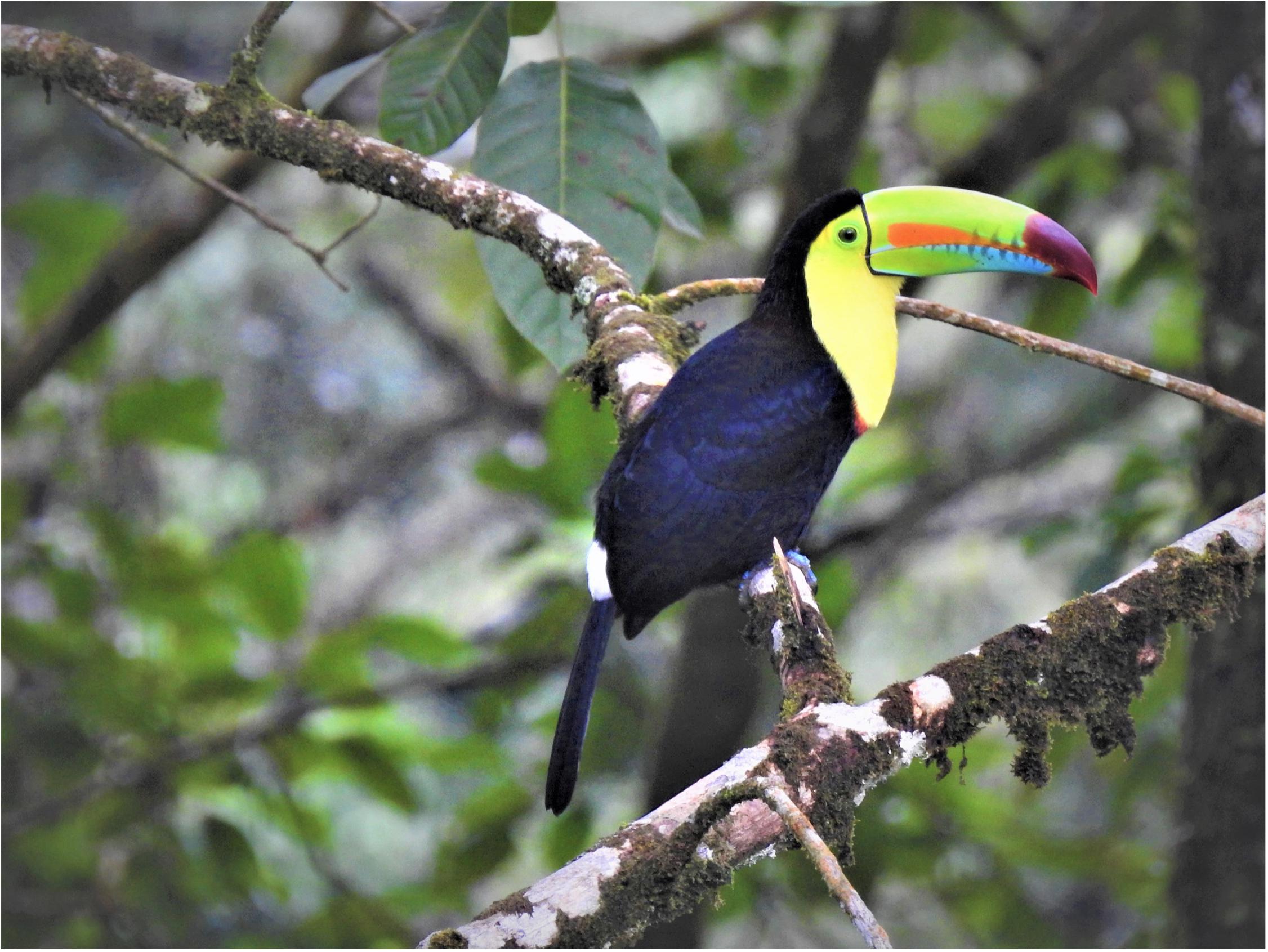 Keel Billed Toucan, PDF, Birds