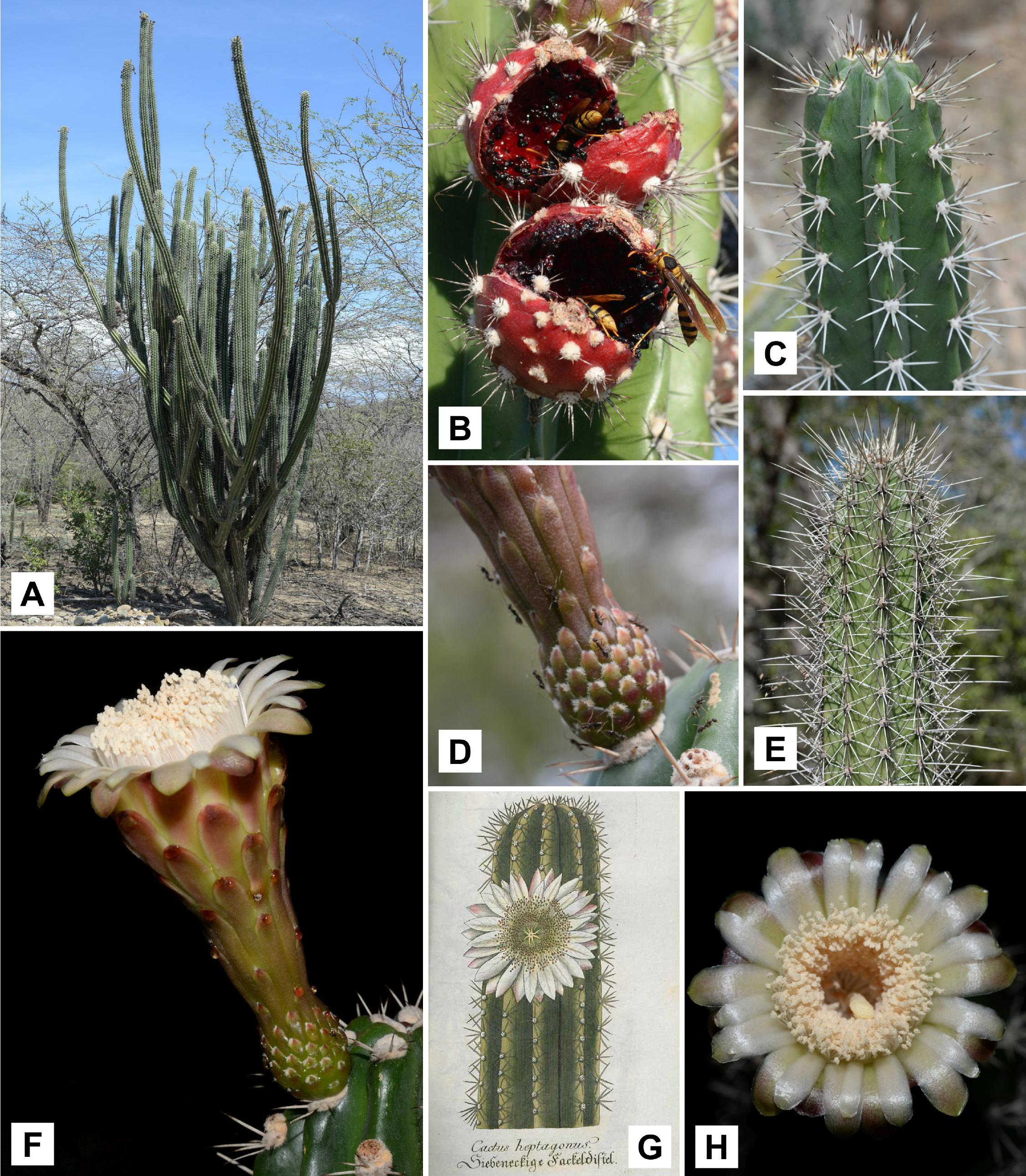 Illustrated Checklist of the Cacti of Hispaniola (Haiti and the ...