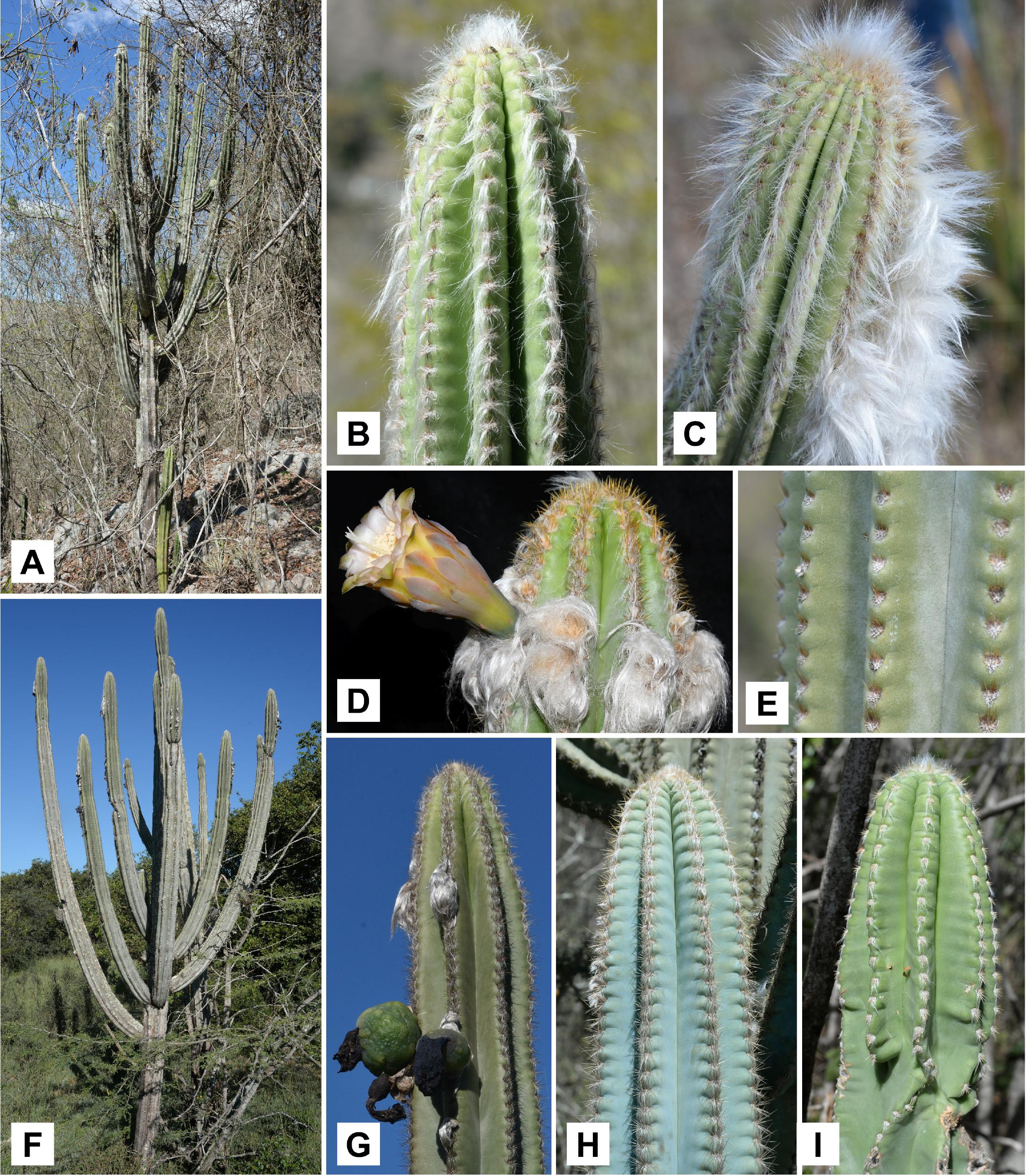 Illustrated Checklist of the Cacti of Hispaniola (Haiti and the ...