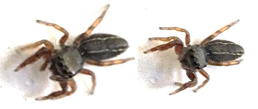 Native Puerto Rican Spider Thirteen Previously Unrecorded Spiders Detected by Citizen Scientists ...