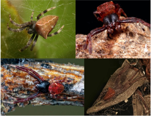 Native Puerto Rican Spider Thirteen Previously Unrecorded Spiders Detected by Citizen Scientists ...