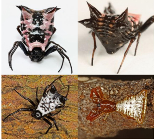 Native Puerto Rican Spider Thirteen Previously Unrecorded Spiders Detected by Citizen Scientists ...