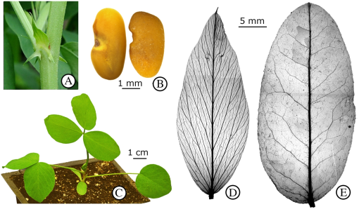 https://bioone.org/ContentImages/Journals/cjps/102/1/CJPS-2020-0327/graphic/WebImages/cjps-2020-0327f3.jpg