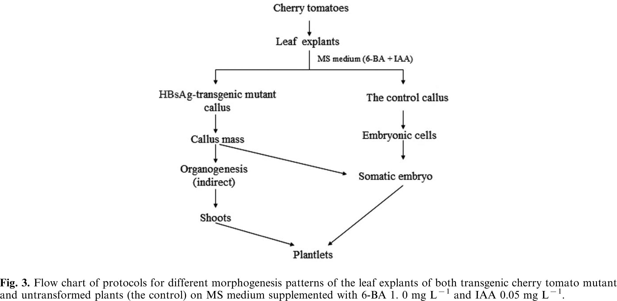 Catalase Assay Flow Chart