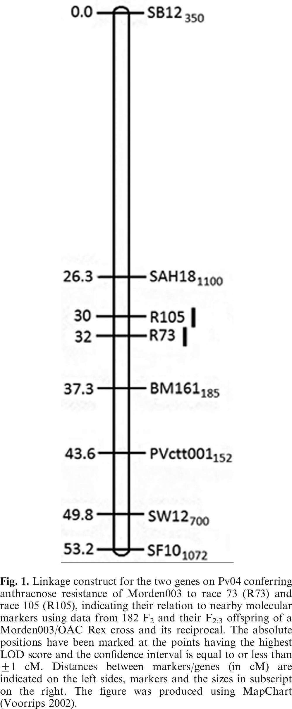 Marker Assisted Dissection Of Anthracnose Resistance In The Dry Bean Cultivar Morden003