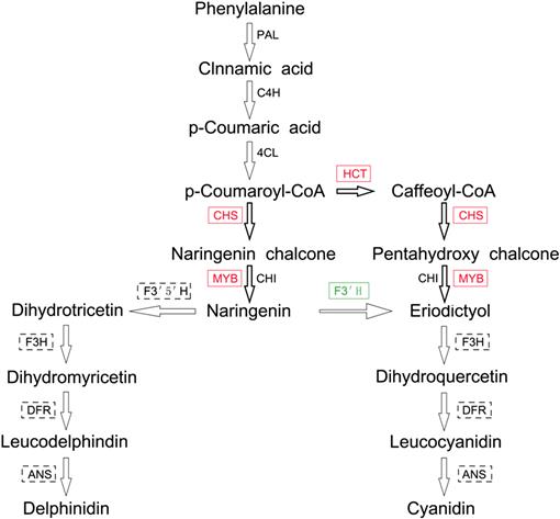 Transcriptome profiling of blue leaf coloration in Selaginella 