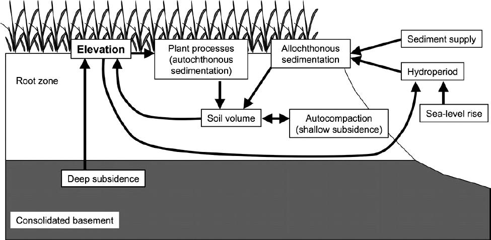 Influence of Sediment Availability, Vegetation, and Sea Level Rise on ...