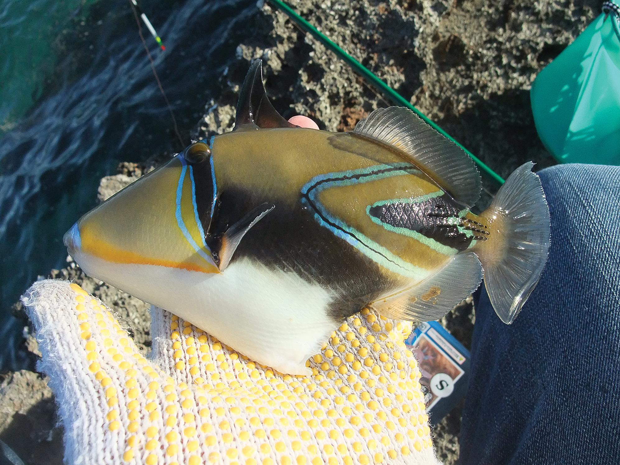 Integrating and Utilizing Citizen Biodiversity Data on the Web for ...