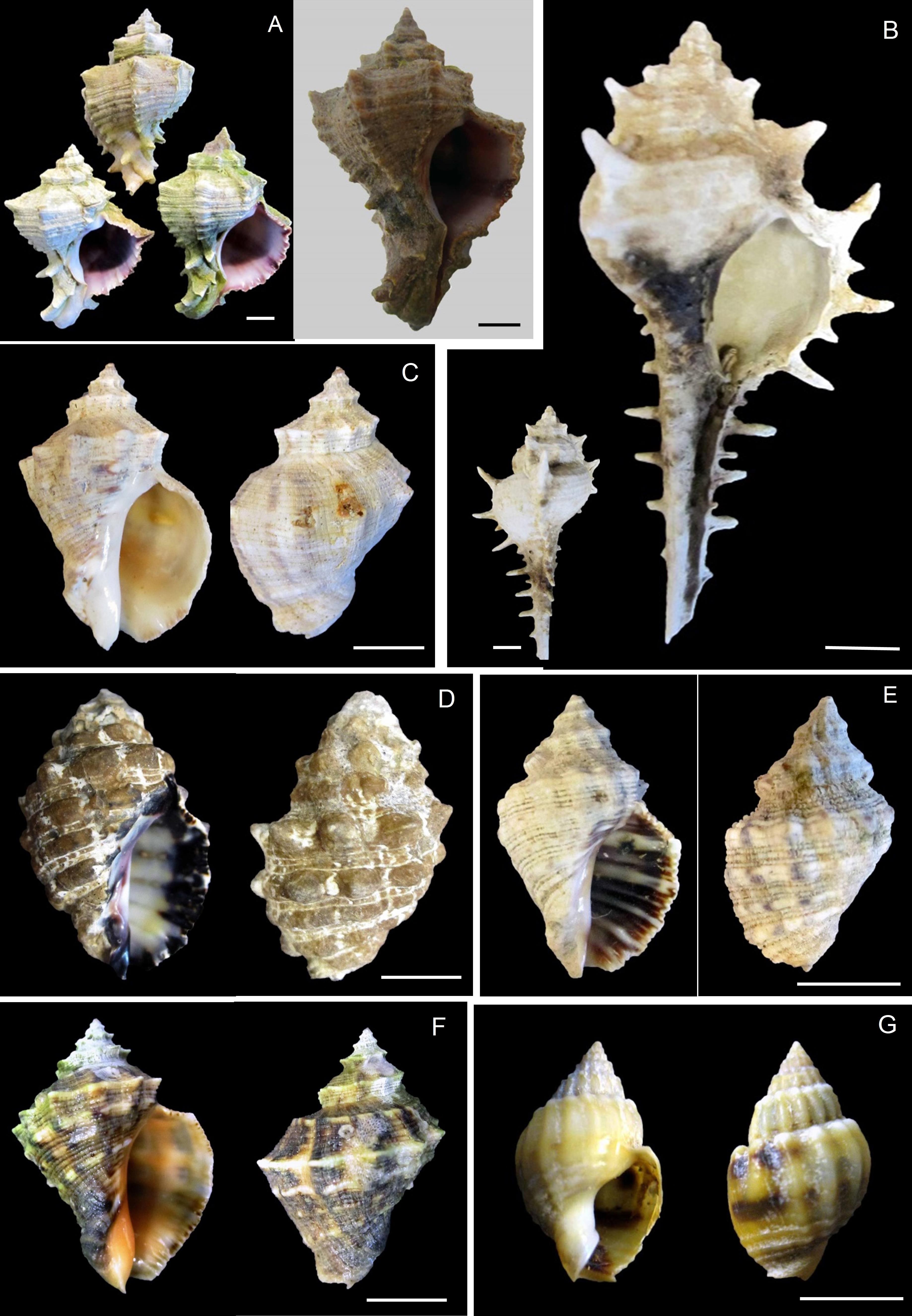 Marine Molluscs In Nearshore Habitats Of The United Arab Emirates 