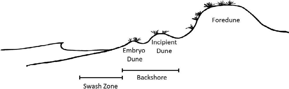 The Role of Vegetation in Incipient Dune and Foredune Development and ...