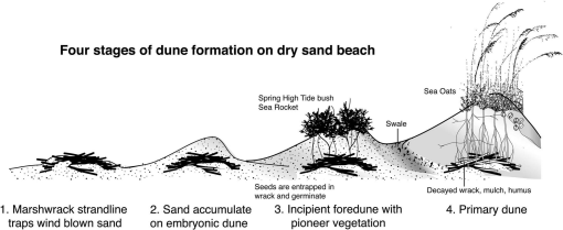 Emergent Sandy Barriers Formed Sapelo Island (Georgia, U.S.A.) during  Heinrich Events and in the Holocene
