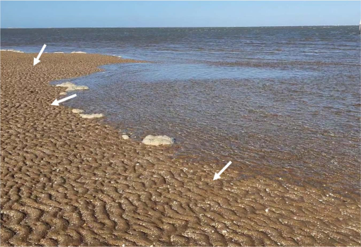 Beach Sand Ripples can be Fingerprints for Ancient Weather Conditions -  Research & Development World