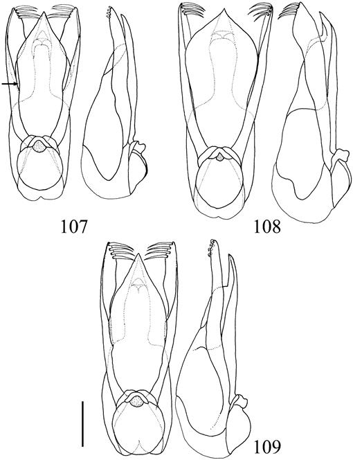 Aedeagus lateral view: 90, 92, 94, 96, 98, 100; parameres dorsal