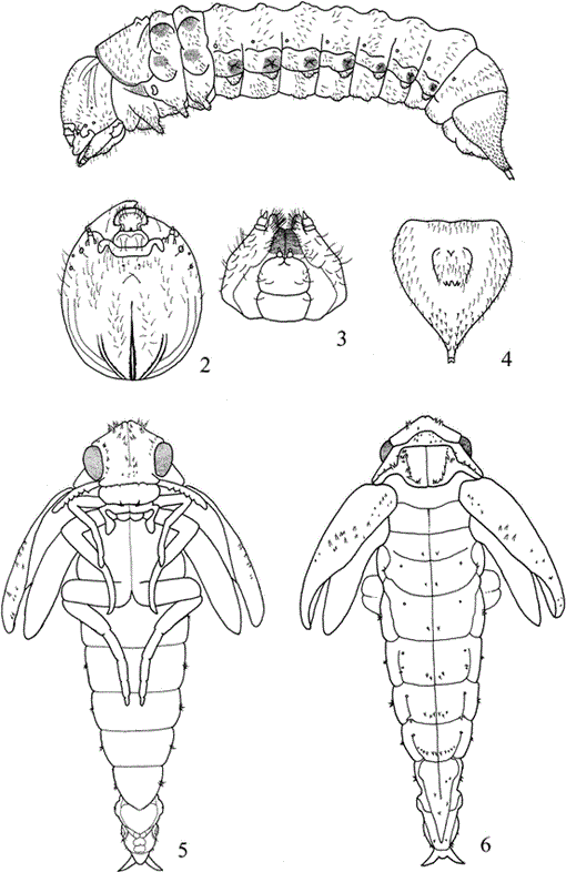 Descriptions Of Larva And Pupa Of Tomoxia Lineella LeConte With Notes ...