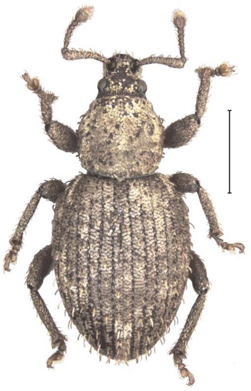 The insects and arachnids of canada part 25 coleoptera curculionidae entiminae weevils of canada and alaska volume 2