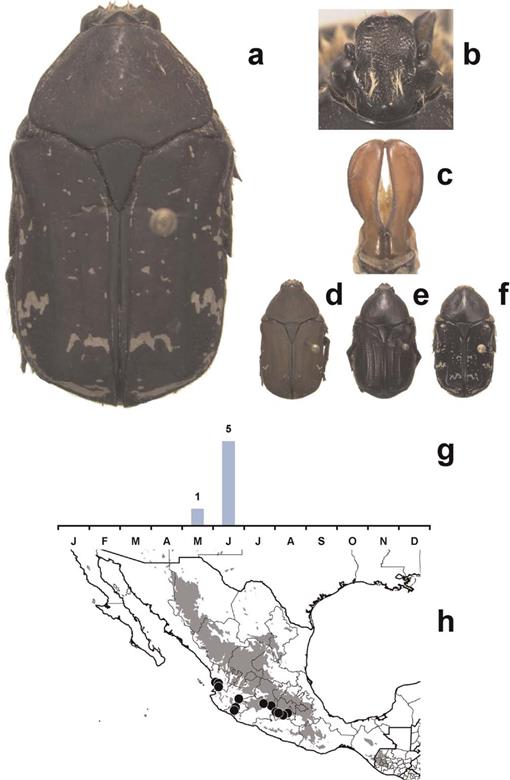 Monographic Revision Of The American Genus Euphoria Burmeister 1842 Coleoptera Scarabaeidae Cetoniinae
