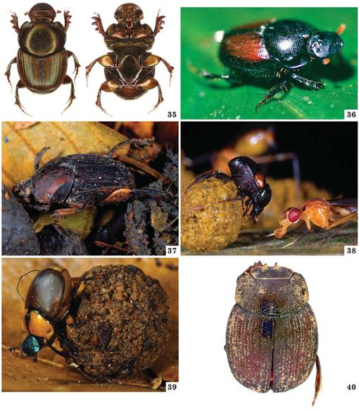 Temporal changes of taxonomic and functional diversity in dung beetles  inhabiting forest fragments and pastures in Los Tuxtlas Biosphere Reserve,  Mexico - Revista Mexicana de Biodiversidad