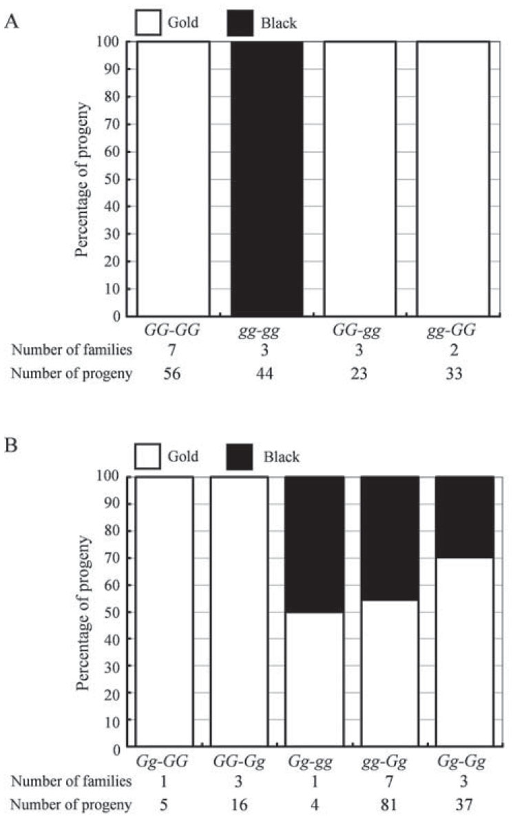 Genetic Control of Color Polymorphism in the Stag Beetle Cyclommatus ...