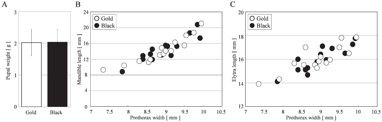 Genetic Control of Color Polymorphism in the Stag Beetle Cyclommatus ...