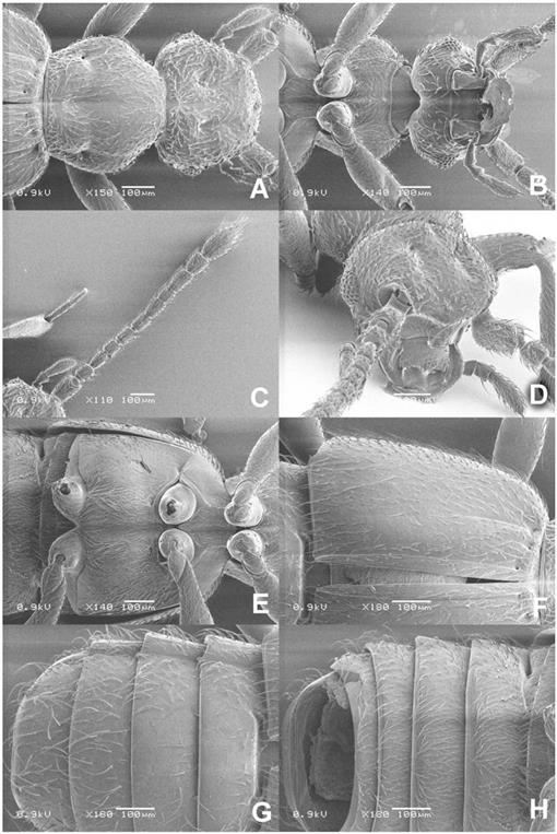 Myrmecophilous Pselaphinae Coleoptera Staphylinidae From