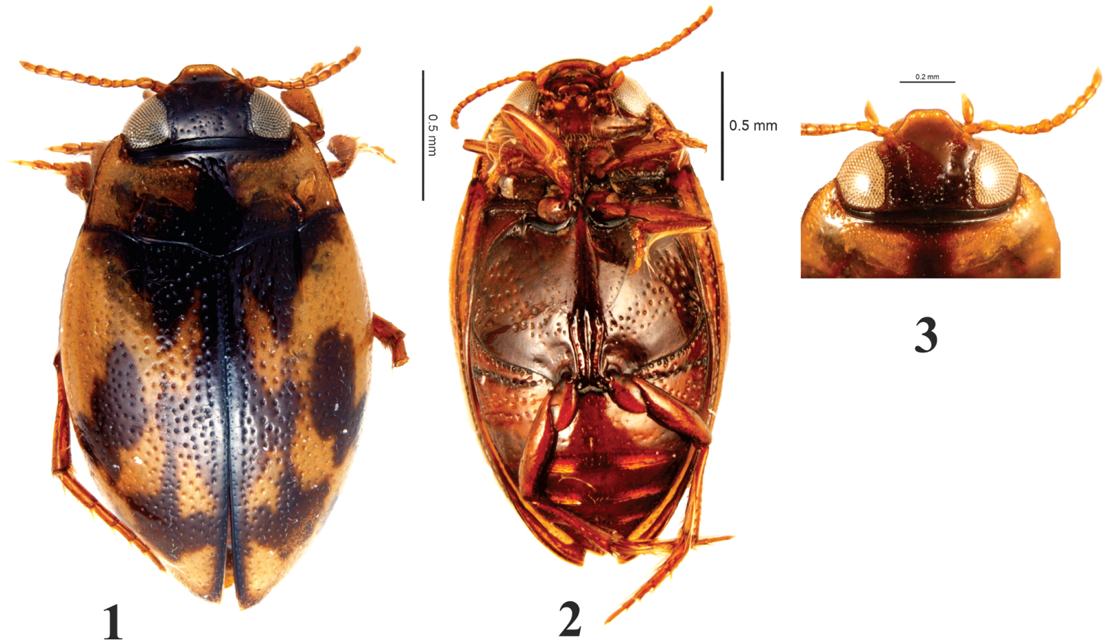 Neoclypeodytes moroni Arce-Pérez and Novelo-Gutiérrez, New Species ...