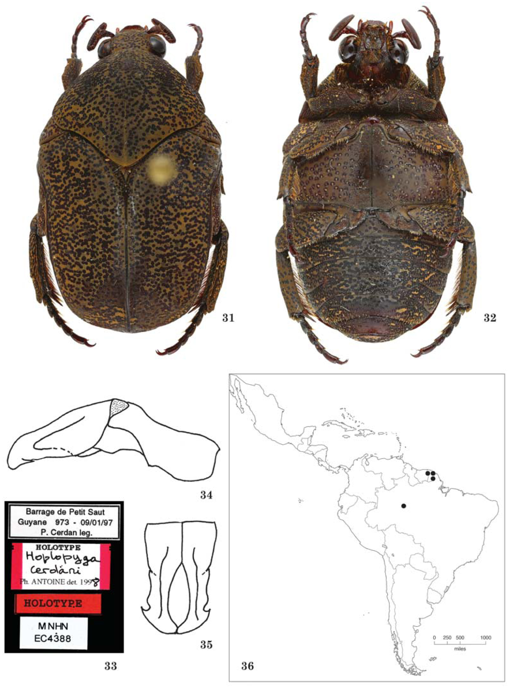 A Monographic Revision of the Genus Hoplopyga Thomson, 1880 (Coleoptera Scarabaeidae Cetoniinae Gymnetini)