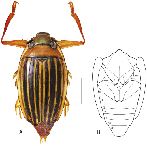 whirligig beetle diagram