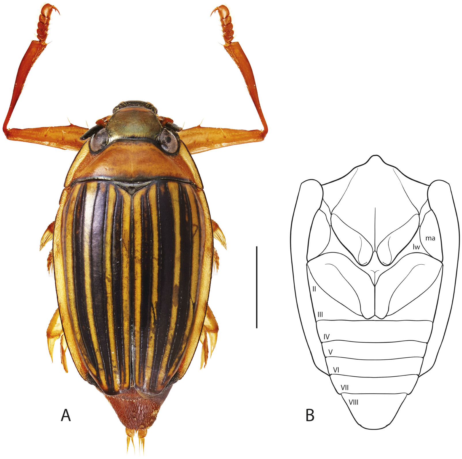 whirligig beetle drawing