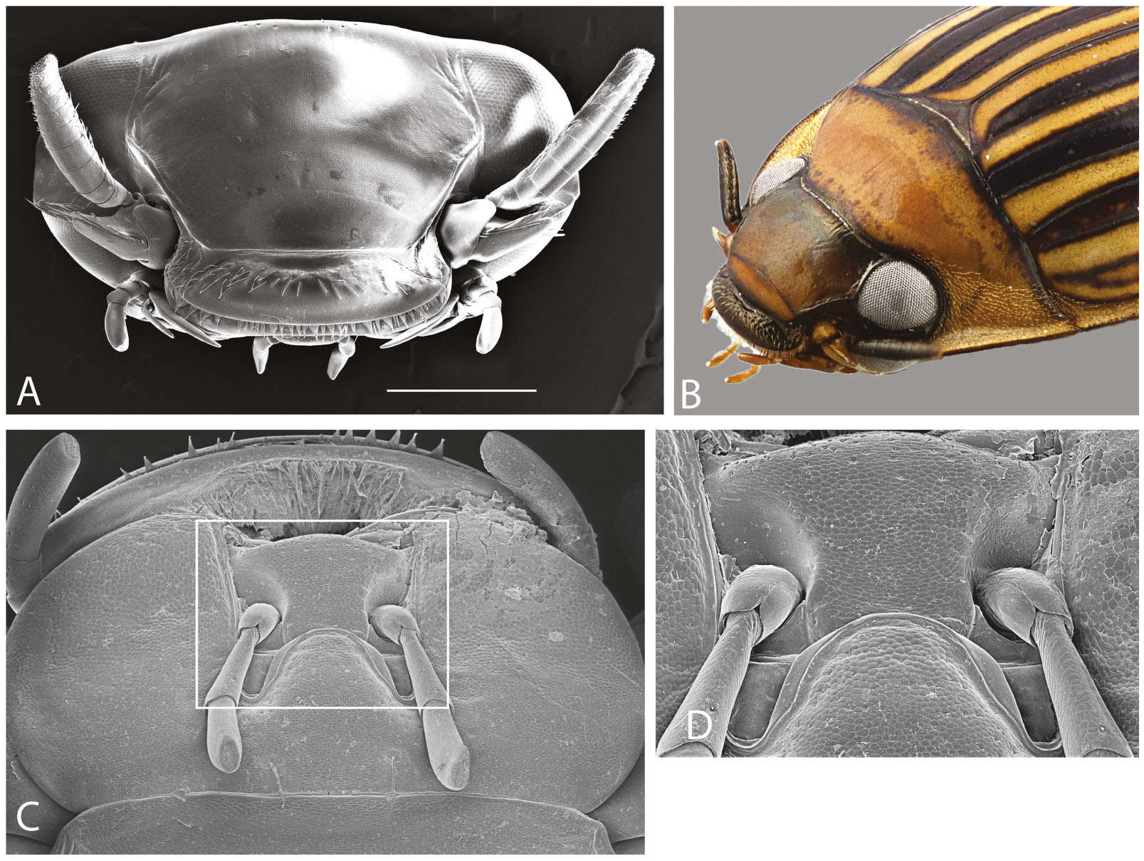 whirligig beetle drawing