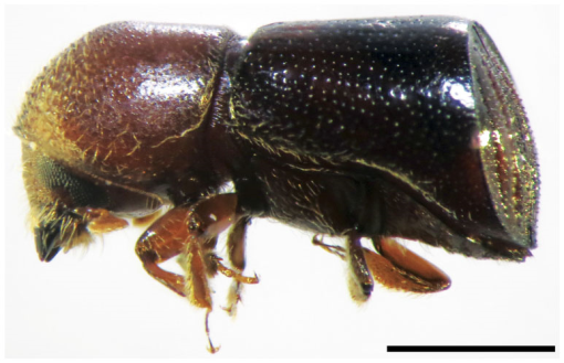 Amasa truncata (Erichson) (Coleoptera: Curculionidae: Scolytinae): A ...