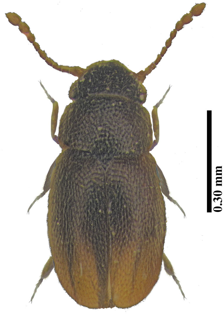 an-association-between-the-featherwing-beetle-ptiliolum-fuscum