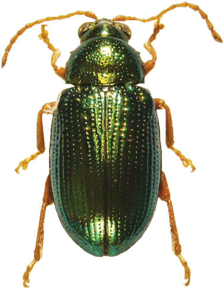 A New Species of Crepidodera Chevrolat (Coleoptera: Chrysomelidae ...