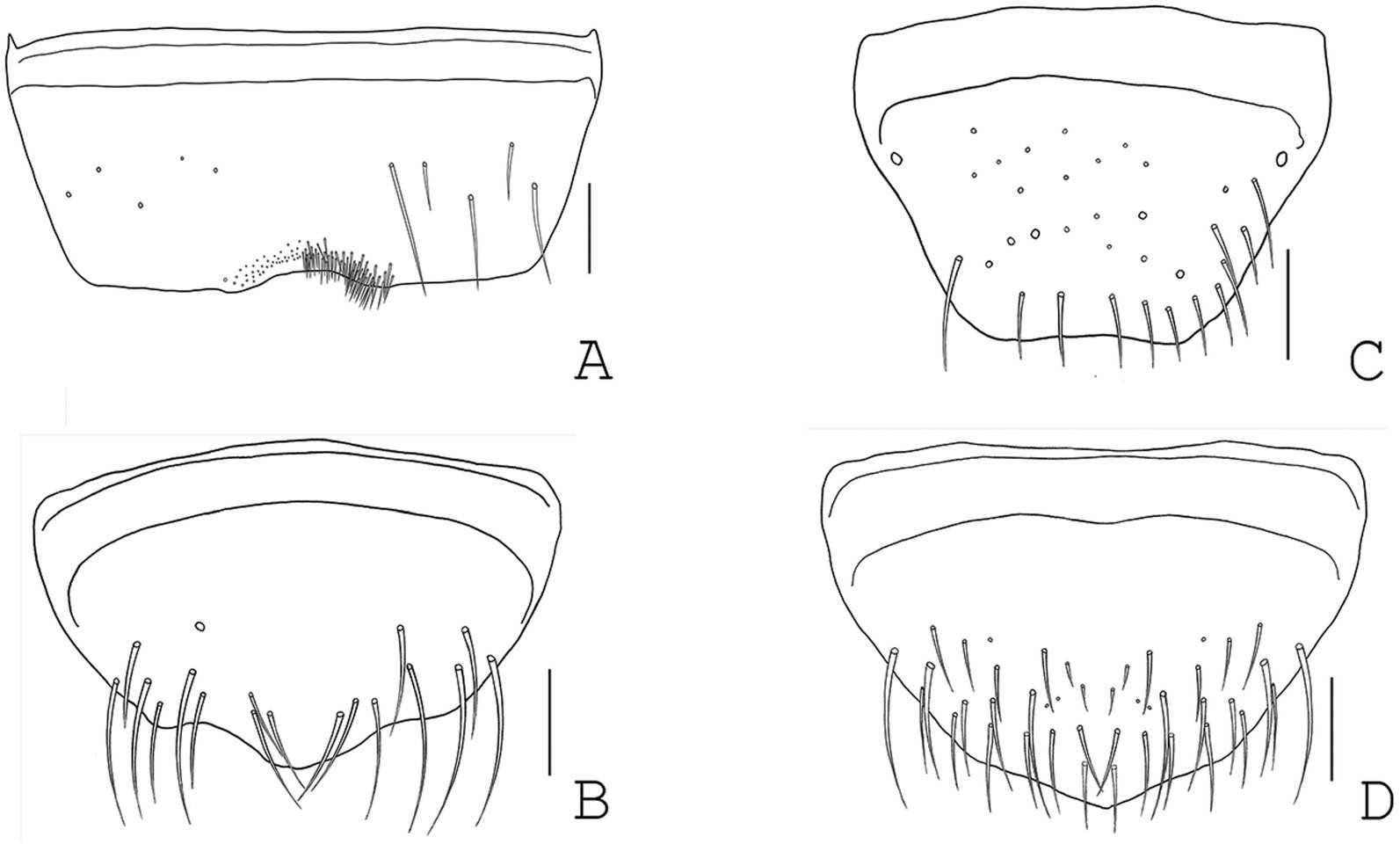 Description Of A New Species Of Carpelimus Leach Coleoptera Staphylinidae Oxytelinae In Korea