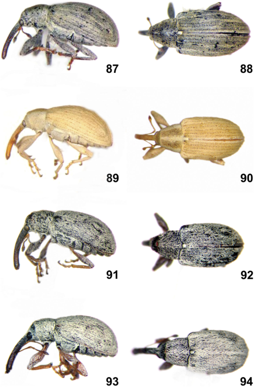 Hollyhock weevil  College of Agricultural Sciences