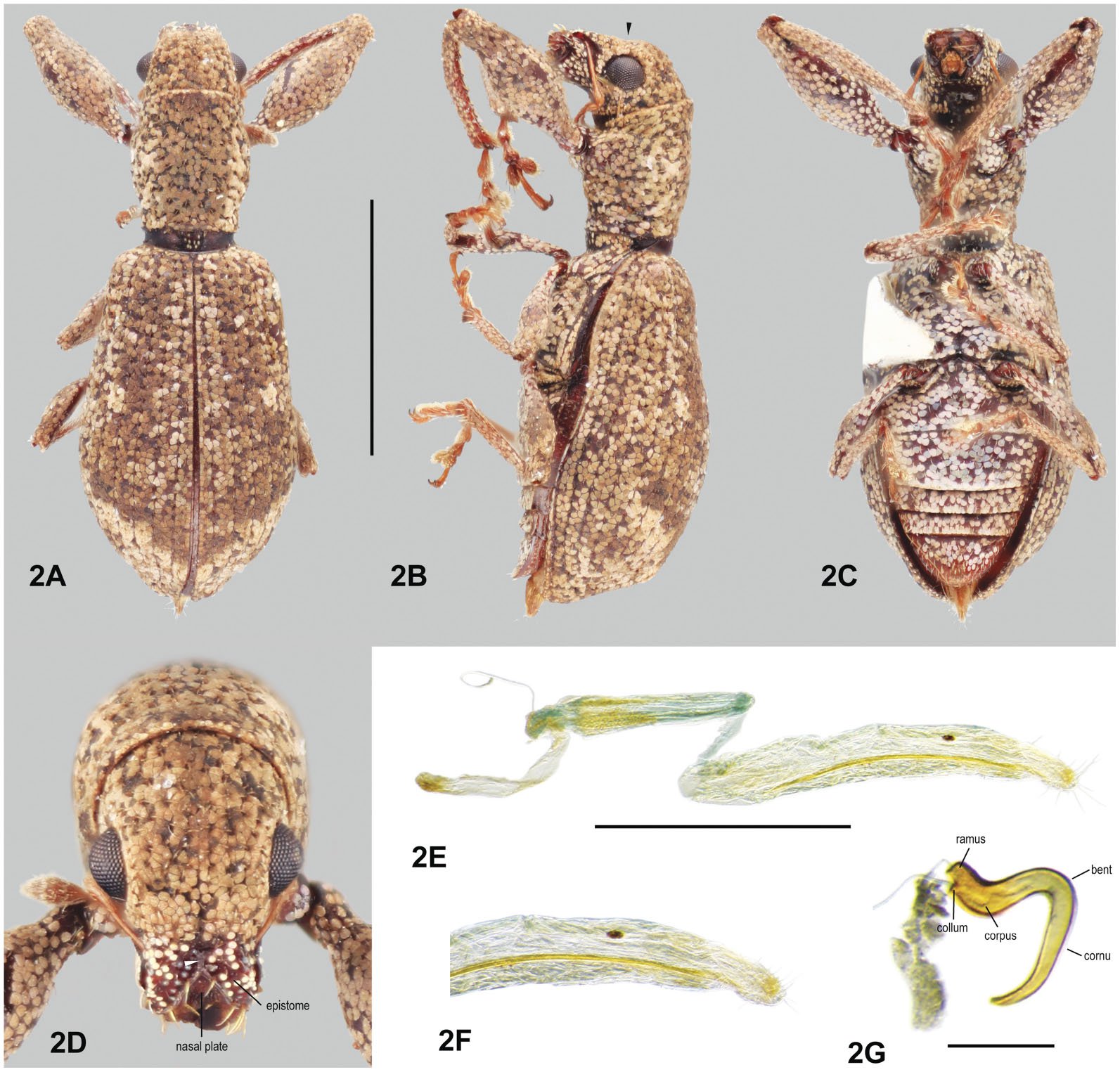 Five New Species of Pandeleteius Schönherr, 1834 (Coleoptera ...