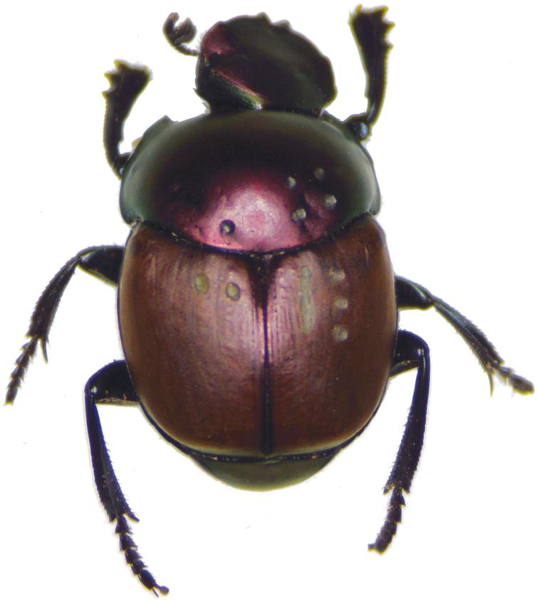 Marking Dung Beetles (Coleoptera: Scarabaeidae): Retrospective and 