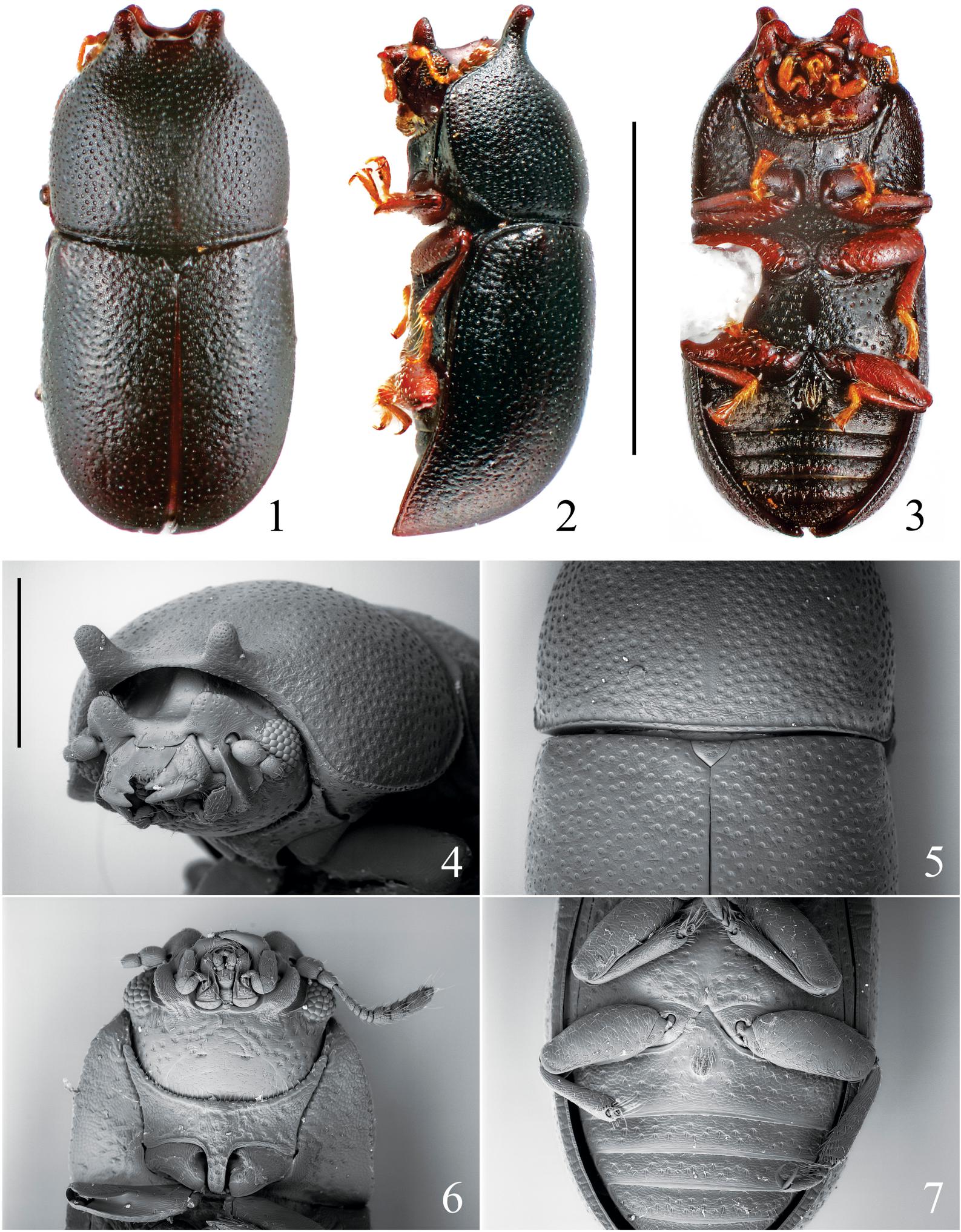 A New Species Of Cis Latreille (Coleoptera: Ciidae) From The USA, With ...