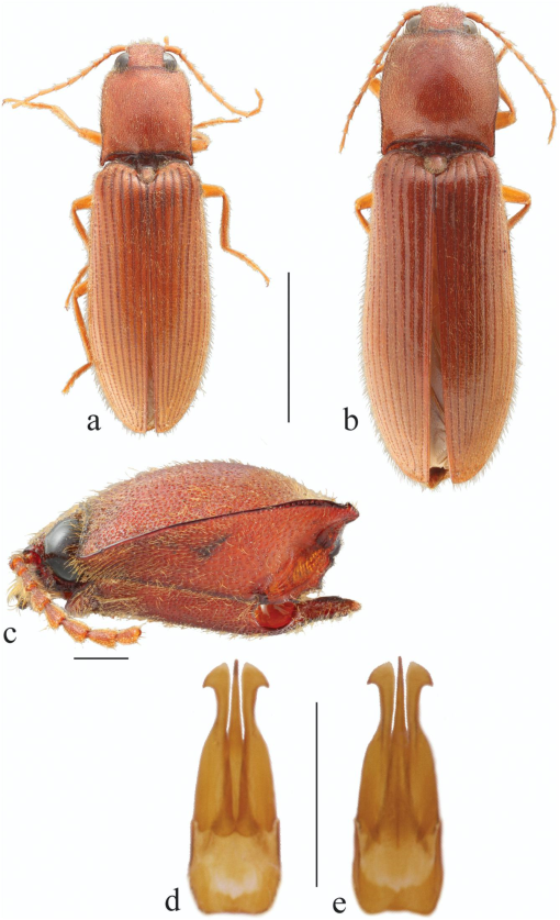 A Revision Of The Genus Hemicrepidius Germar 1839 Coleoptera Elateridae Of The New World With Comments On Global Classification