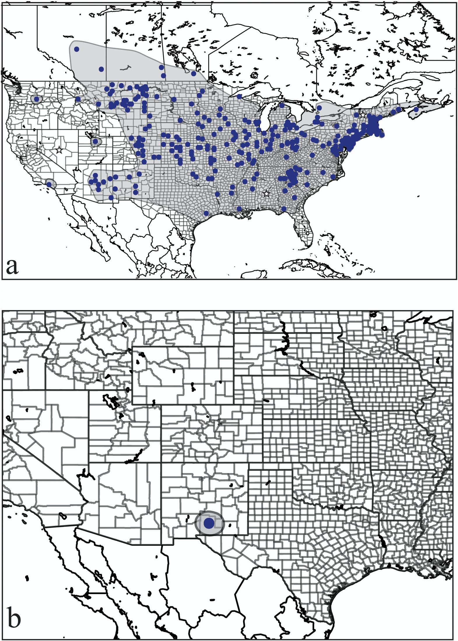A Revision Of The Genus Hemicrepidius Germar 19 Coleoptera Elateridae Of The New World With Comments On Global Classification